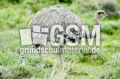 Nandu (10 von 15).jpg